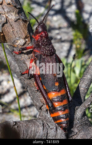 Koppie Schaum Grasshopper (Dictyophorus spumans), Table Mountain National Park, Western Cape, Südafrika Stockfoto
