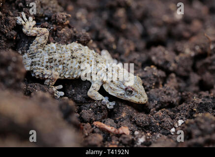 Maurische Gecko (Tarentola Mauritanica) auf dem Boden, Mallorca, Spanien Stockfoto