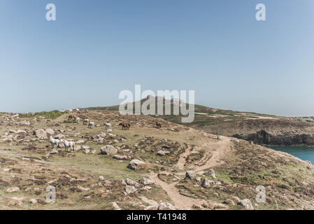 Herde von Wildpferden auf der Küste von Pembrokeshire, Wales, Vereinigtes Königreich Stockfoto