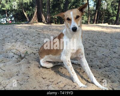 Street Dogs Spielen auf dem Sand auf Arambol Beach im Norden von Goa. Indien. Stockfoto