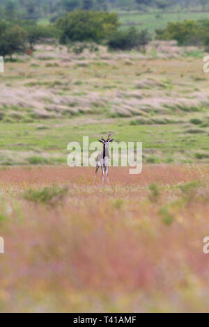 Indische Antilope oder indische Hirschziegenantilope oder Antilope cervicapra Roaming im Grünland an GIB Heiligtum in Solapur Maharashtra Indien Stockfoto