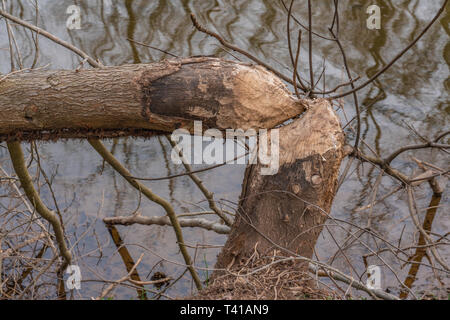 Baum Schäden durch Biber übersicht Trunk in zwei Teile entlang der Wasser getrennt Stockfoto