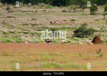 Indische Antilope oder indische Hirschziegenantilope oder Antilope cervicapra Roaming im Grünland an GIB Heiligtum in Solapur Maharashtra Indien Stockfoto