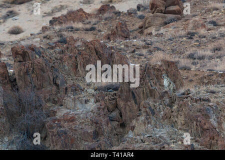 Wild Snow Leopard (Panthera uncia) in Ladakh Indien im Winter. Stockfoto