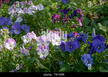 Frische bunte Primula im Frühjahr. Vertraute wildflower von Banken und Verges, die Primel primula vulgaris. Verschiedenen Farben, Rosa, Weiß, Blau Stockfoto