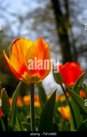 Schöne orange und gelbe Tulpen mit grünen Blättern, unscharfen Hintergrund in der Tulpen Feld oder im Garten auf der Feder Stockfoto