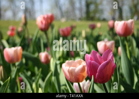 Schöne rosa, violett und weiss Tulpen mit grünen Blättern, unscharfen Hintergrund in der Tulpen Feld oder im Garten auf der Feder Stockfoto