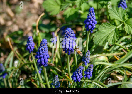 Muscari botryoides allgemein als Traubenhyazinthen bekannt, Lila Blume mit Biene und grünes Gras Stockfoto