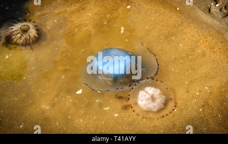 Blaue Qualle im flachen Wasser des Meeres in Scheveningen in den Niederlanden Stockfoto