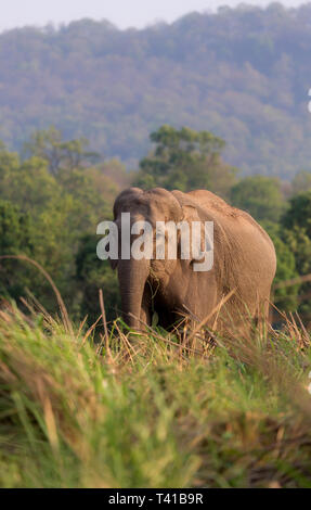 Asiatischer Elefant oder Asiatischen Elefanten oder Elephas maximus essen Gras an Jim Corbett National Park in Uttarakhand in Indien Stockfoto