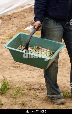 Junge Arbeitnehmer aus Estland, Kommissionierung und Spargel in Treibhäusern, Warwickshire. 09/04/2005 Stockfoto