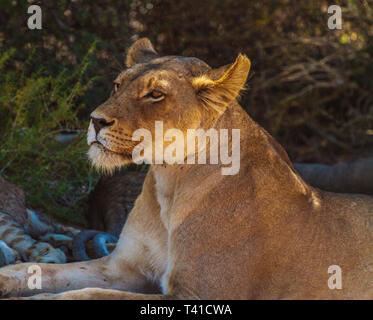 Die löwin eine Pause im Schatten Stockfoto