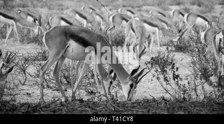 Eine Herde von Springbok Fütterung auf junge Gras schießt in Schwarz und Weiß Stockfoto