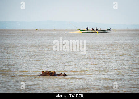 In der Nähe von Kisumu, Kenia - März 8, 2019 - Hippo im Viktoriasee, Angeln Boot im Hintergrund Stockfoto