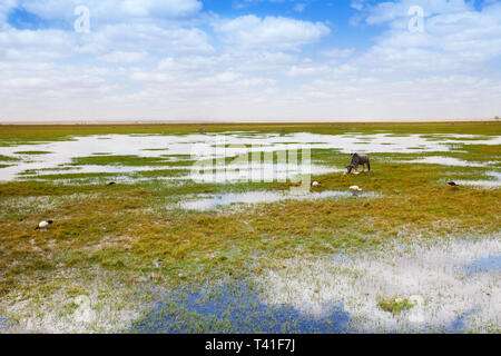 Schöne Landschaft von einem Wasserloch mit Trinkwasser Gnus, Kenia, Afrika Stockfoto