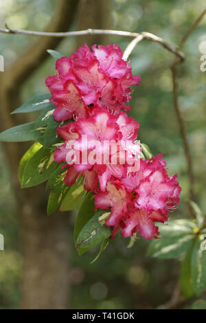 Rhododendron "Präsident Roosevelt" Stockfoto