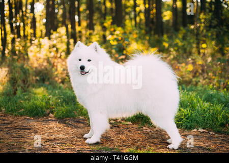Gerne lustig lächelnd Weiße Samojeden Hund oder Bjelkier, Sammy Outdoor Portrait in Wald, Park. Beliebte Mittelgroße Rassen. Stockfoto