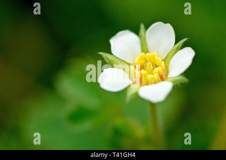 Karge Erdbeere (potentilla sterilis), Nahaufnahme, wie eine einzelne Blume mit geringer Tiefenschärfe. Stockfoto