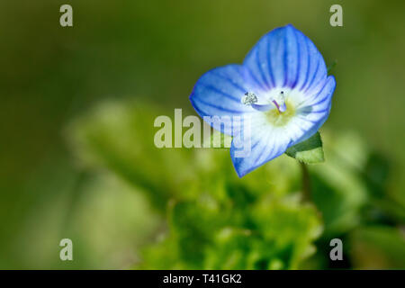 Gewöhnlicher Field-Speedwell oder Persian Speedwell (veronica persica), Nahaufnahme einer einzelnen Blume mit geringer Schärfentiefe. Stockfoto