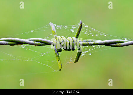 Tautropfen, die auf einem Spinnennetz oder Spinnennetz kondensiert sind, über einem Stück Stacheldraht. Stockfoto