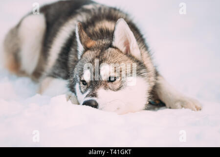 Husky Hund sitzen im Schnee. Winter Saison. Hund auf der rechten Seite suchen Stockfoto