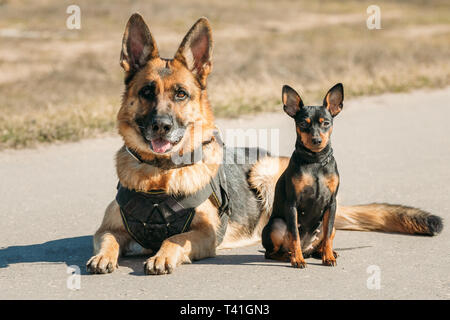 Braune elsässischen Wolf-Hund Deutscher Schäferhund und schwarzen Zwergpinscher Pincher sitzen zusammen auf der Straße Stockfoto
