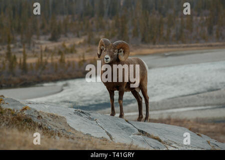 Den Bighorn Schafe (Ovis canadensis) Stockfoto