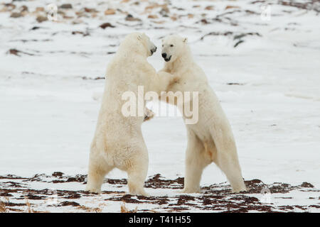 2 Große Eisbären (Ursus maritimus) spielen Kämpfen im Schnee Stockfoto