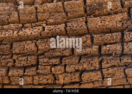 Beschädigtes Holz Textur durch Borkenkäfer gegessen, borer Stockfoto