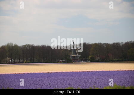 Violette und Weiße Hyazinthen in Reihen auf der Blume Glühlampe Feld in Noordwijkerhout in den Niederlanden. Stockfoto