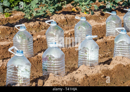 Plastikflaschen verwendet den Anbau von Kulturpflanzen in einem Kleingarten zu schützen, Valencia, Spanien Stockfoto