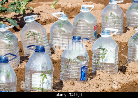 Plastikflaschen schützen junge Pflanzen vor der morgendlichen Kälte, Zuteilungsgarten Spanien, der Gemüse anbaut Stockfoto