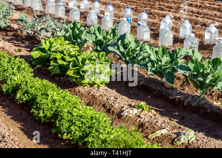 Plastikflaschen Schutz junger Pflanzen von morgens kalt Stockfoto