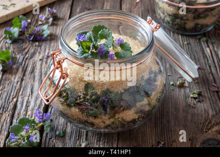 Zubereitung von hausgemachten Sirup gegen Husten aus frischen Boden - Efeu und Rohrzucker Stockfoto