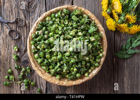 Löwenzahn Knospen in einem Korb gesammelt, um falsche Kapern, Ansicht von oben vorbereiten Stockfoto