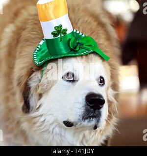 Hund das Tragen der St. Patrick's Day hat. Stockfoto