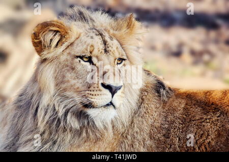 Katanga Löwe Panthera leo Bleyenberghi Ruhen Stockfoto