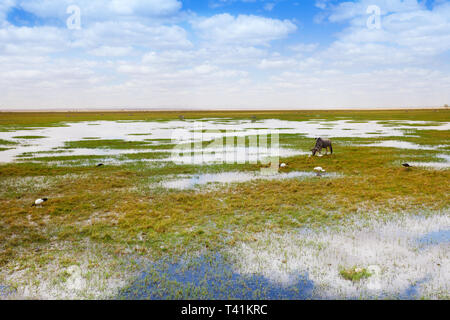 Landschaft von einem Wasserloch mit Trinkwasser Gnus Stockfoto