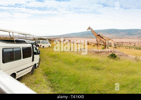 Touristen auf Pirschfahrt, die Bilder von Giraffe Stockfoto