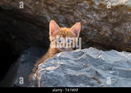 Adorable gelbe Kätzchen sitzt auf dem Felsen Stockfoto