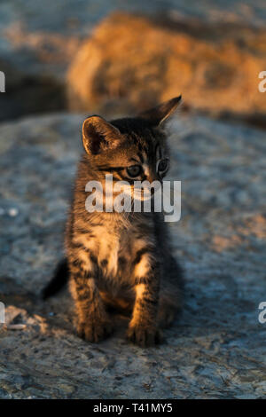 Cute Tabby Kätzchen sitzend und Sonnenbaden auf einem Felsen Stockfoto
