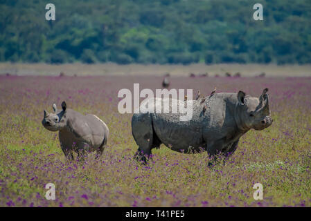 Weibliche Mutter weiße Nashörner (Rhinocerotidae)) und für die Kälber, die futtersuche in Ngoroongoro Krater Stockfoto