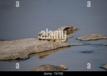 Nilkrokodil (Crocodylus niloticus) Servelas auf Mara River, Serengeti National Park, Tansania, Afrika Stockfoto