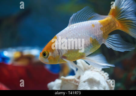 Nahaufnahme der Goldfisch im aquarium Wasser. Fisch auf der Suche nach Holz Stockfoto