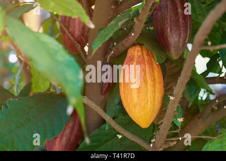 Gruppe von cacao Hülsen hängen auf Ast Stockfoto