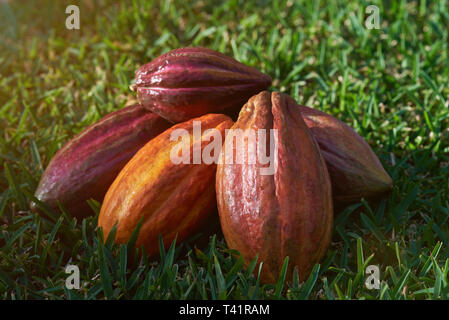 Rot und Orange Farbe cacao Hülsen an sonnigen, grünen Gras Hintergrund Stockfoto