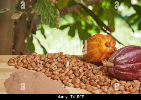 Trockene Kakao Samen auf Holztisch, Nähe zu sehen. Stockfoto