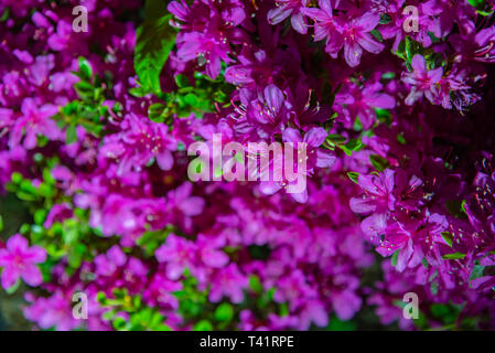 Schöne volle Blüte Bunte indische Azaleen (Rhododendron Simsii) Blumen im Frühling sonnigen Tag an der Ashikaga Flower Park, Präfektur Tochigi, Japan Stockfoto