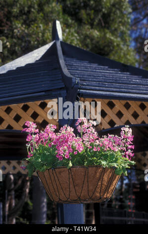 HÄNGENDER KORB MIT ROSA PRUMULA-BLÜTEN, DER VON DER ECKE EINES HOLZGARTENPAVILLONS HERUNGHÄNGT. NEU-SÜDWALES, AUSTRALIEN. Stockfoto