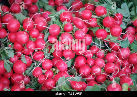 Rote Rübe auf dem Markt - Stapel der roten Rettich Stockfoto